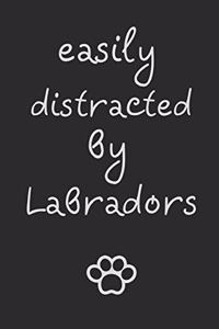 Easily distracted by Labradors