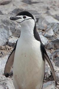 Chinstrap Penguin Hanging Out in Antarctica Journal