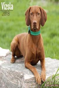Vizsla Calendar 2018 (Square)