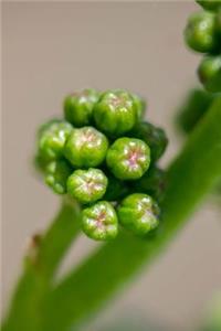 Beginnings of Grapes Journal