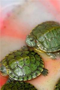 Silver Dollar Sized Turtles Journal