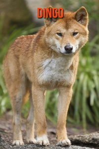 Dingo