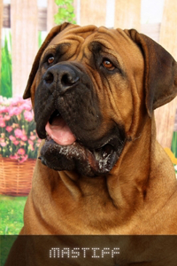 Mastiff