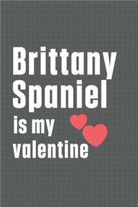 Brittany Spaniel is my valentine