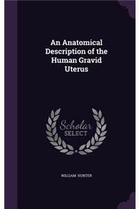 An Anatomical Description of the Human Gravid Uterus