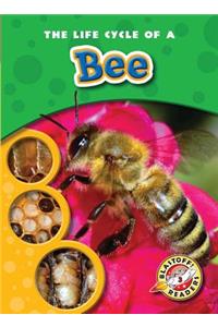 Life Cycle of a Bee