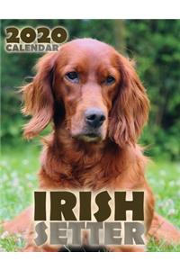 Irish Setter 2020 Calendar