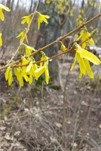 2019 Weekly Planner Early Spring Forsythia 134 Pages
