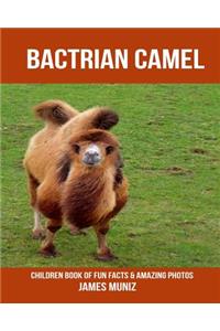 Bactrian Camel