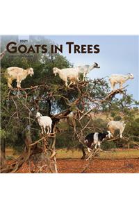 Goats in Trees 2021 Square