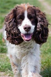 A Cute Springer Spaniel Journal