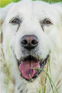 Golden Retriever May Notebook & Journal. Productivity Work Planner & Idea Notepad
