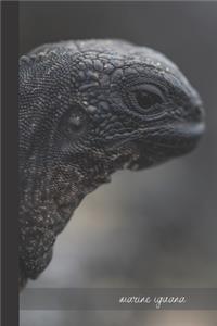 marine iguana