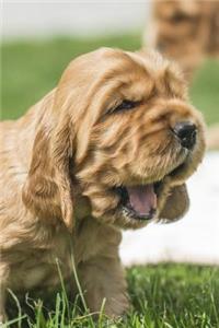 Puppy