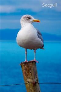 Seagull