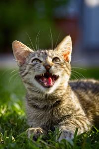 Laughing Tabby Kitten Pet Journal