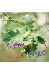 Cycle de Vie: Le Gland Et Le Ch?ne