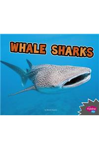 All About Sharks Whale Sharks