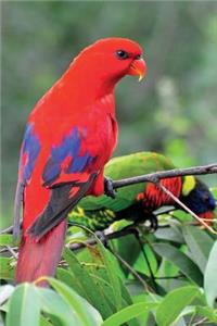 Red Lorikeet Notebook & Journal. Productivity Work Planner & Idea Notepad