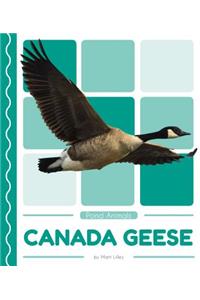 Canada Geese