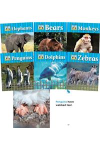 Zoo Animals