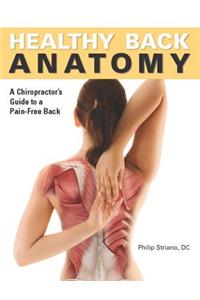 Healthy Back Anatomy