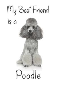 My best Friend is a Poodle
