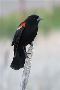 Red-Winged Blackbird (Agelaius Phoeniceus) Bird Journal