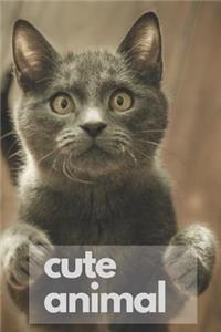 Cute Animal