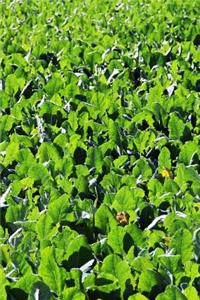 Black Tea Leaves Growing Journal