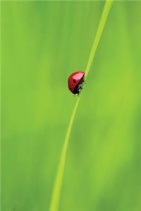 Ladybug and a Blade of Grass - Lined Notebook with Margins