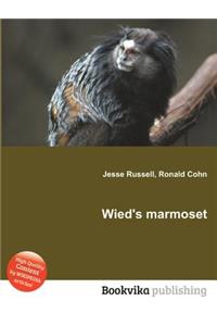 Wied's Marmoset