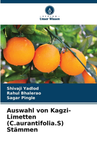 Auswahl von Kagzi-Limetten (C.aurantifolia.S) Stämmen