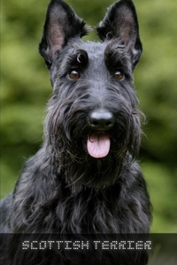 Scottish Terrier: Complete breed guide