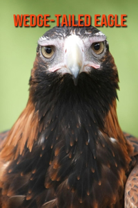 Wedge-Tailed Eagle