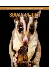 Sugar Glider