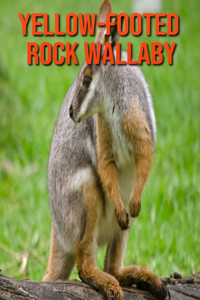 Yellow-footed Rock Wallaby