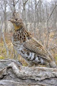Pennsylvania State Bird - Ruffed Grouse Journal