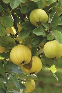 The Quince Journal