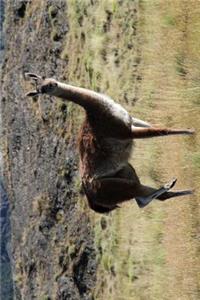A Guanaco Lama guanicoe Torres del Paine National Park Patagonia Chile Journal