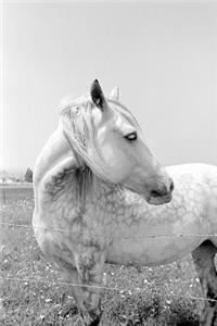 Equine Journal Dappled Grey At Pasture