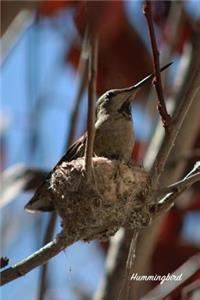 Hummingbird