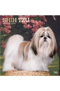 Shih Tzu 2019 Square Foil