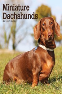 Dachshunds, Miniature 2022 Square