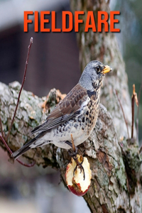 Fieldfare