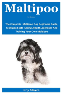 Maltipoo For Amateur