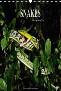 SNAKES / UK-Version 2016