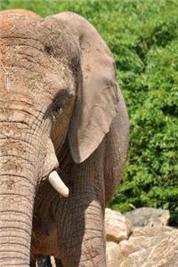 MindBlowing Elephant Journal 13