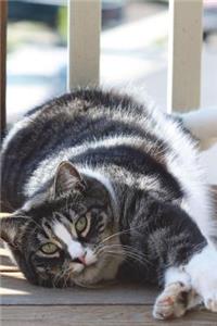 The American Shorthair Cat Journal 