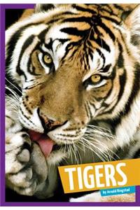 Tigers